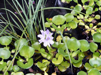 water hyacinth